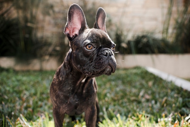 Foto gratuita retrato de lindo bulldog francés pequeño al aire libre