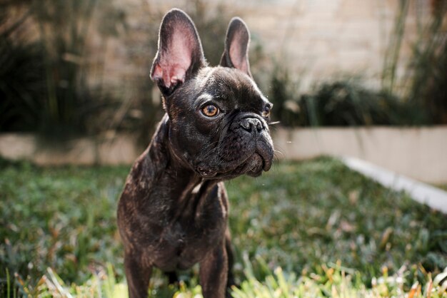 Retrato de lindo bulldog francés pequeño al aire libre