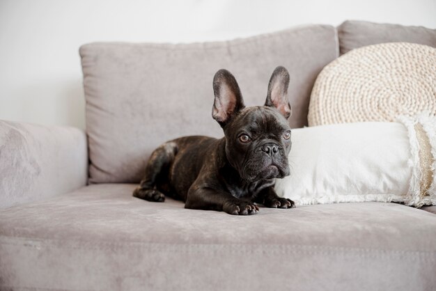 Retrato de lindo bulldog francés