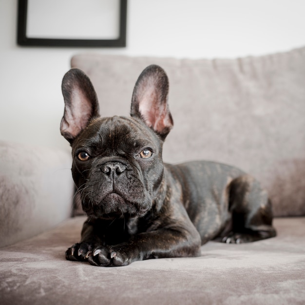 Retrato de lindo bulldog francés