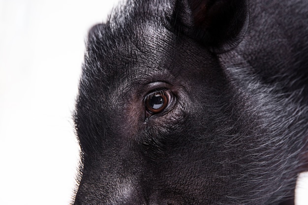 Retrato de lindo cerdo negro de cerca