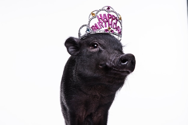 Foto gratuita retrato de lindo cerdo negro de cerca