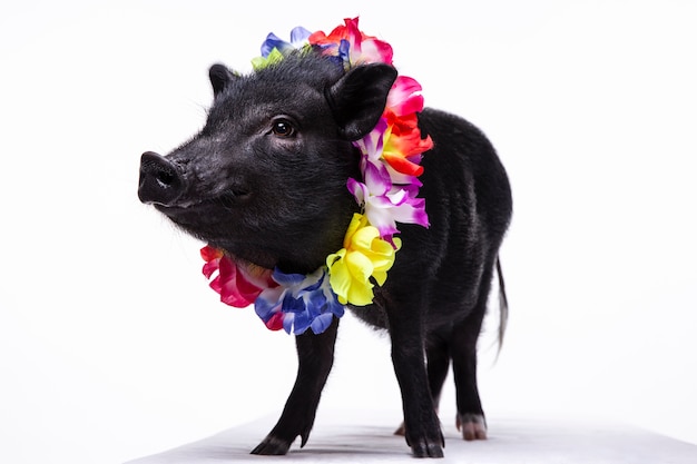 Foto gratuita retrato de lindo cerdo negro de cerca