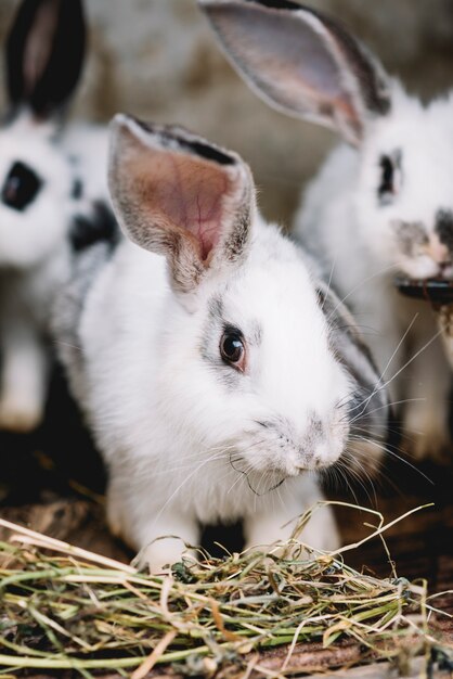 Retrato de lindo conejo comiendo hierba