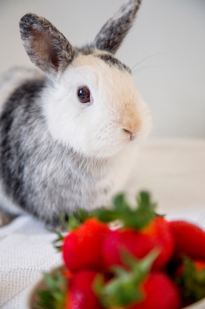 Retrato de un lindo conejo de conejito