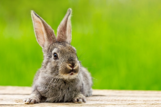 Retrato de un lindo conejo gris esponjoso con orejas en un verde natural