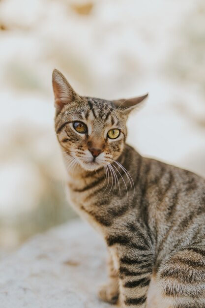 Retrato de un lindo gato doméstico adorable con hermosos ojos