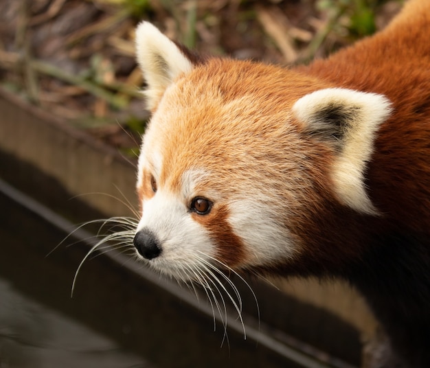 Foto gratuita retrato de un lindo panda rojo