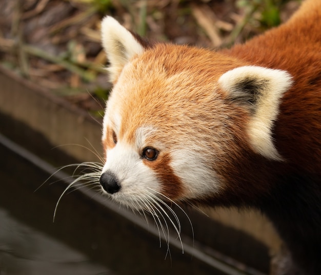 Retrato de un lindo panda rojo