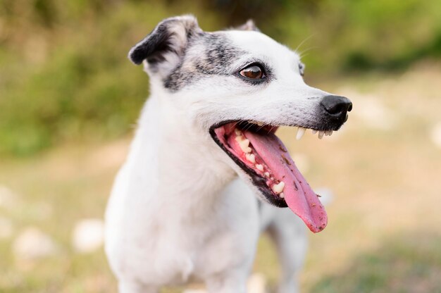 Retrato de lindo perrito disfrutando de caminar