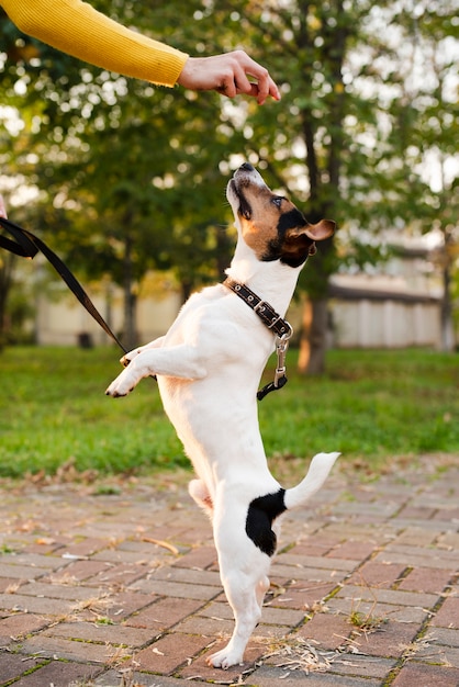 Retrato de lindo perrito jugando