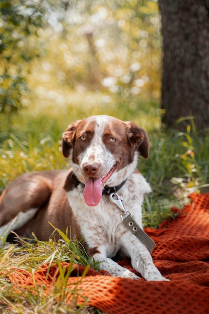Retrato de lindo perro al aire libre en una manta