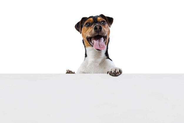 Retrato de lindo perro alegre con la lengua fuera posando aislado sobre fondo blanco de estudio