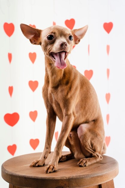 Retrato de lindo perro chihuahua sonriendo