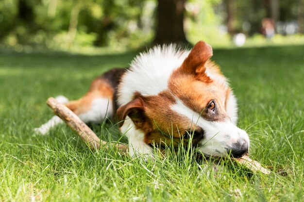 Retrato de lindo perro jugando al aire libre