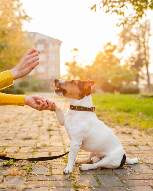 Retrato de lindo perro jugando con el dueño