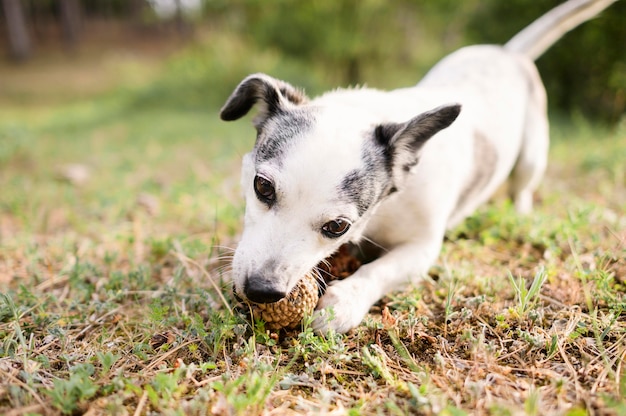 Foto gratuita retrato de lindo perro jugando en la naturaleza