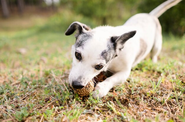 Retrato de lindo perro jugando en la naturaleza