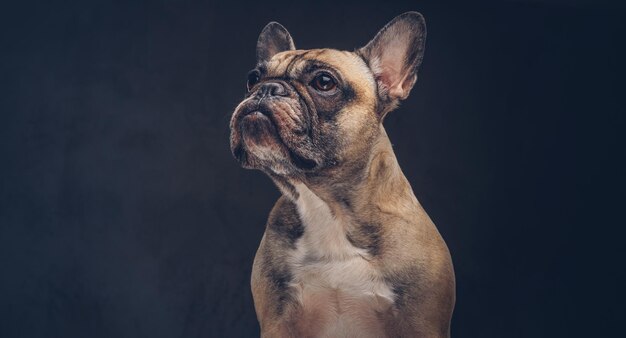 Retrato de un lindo perro pug. Aislado en un fondo oscuro.