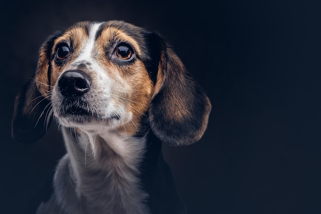 Retrato de un lindo perro de raza sobre un fondo oscuro en el estudio.