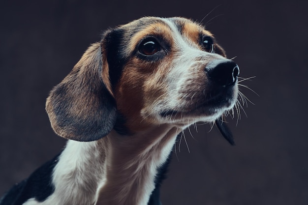 Retrato de un lindo perro de raza sobre un fondo oscuro en el estudio.