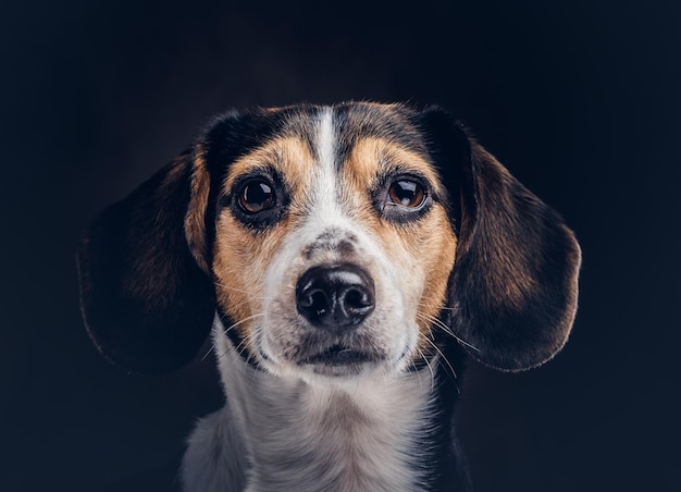 Foto gratuita retrato de un lindo perro de raza sobre un fondo oscuro en el estudio.