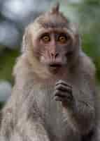 Foto gratuita retrato de macaco de cola larga
