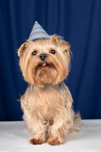 Foto gratuita retrato de mascota adorable aislado