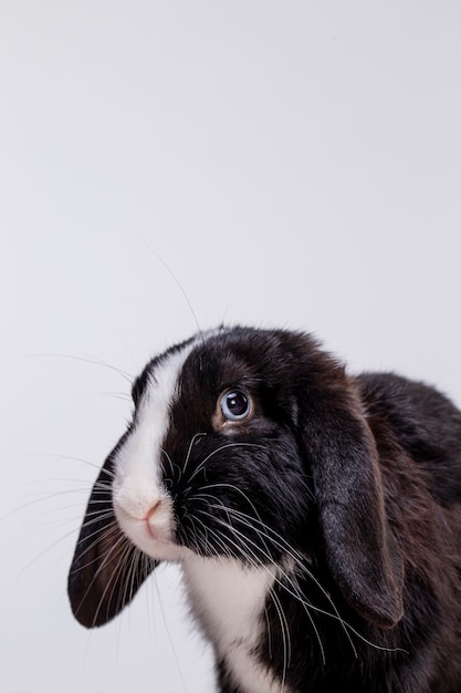 Retrato de mascota de conejo esponjoso