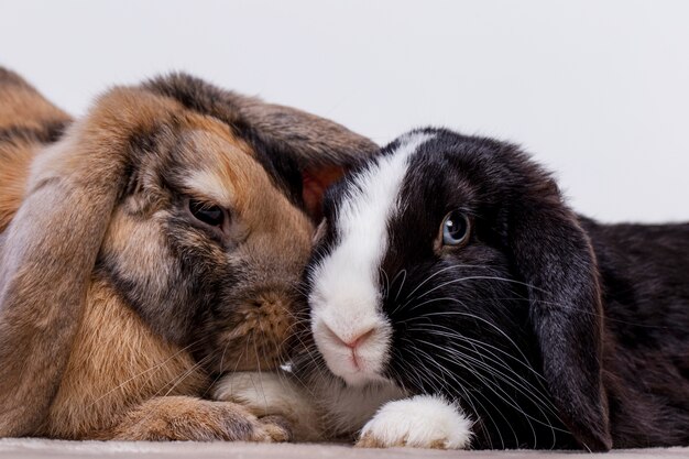 Retrato de mascota de conejo esponjoso