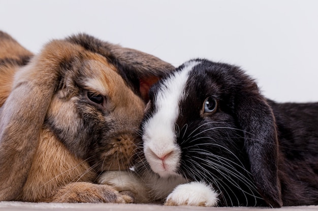 Retrato de mascota de conejo esponjoso