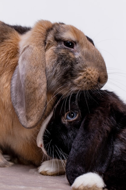 Retrato de mascota de conejo esponjoso