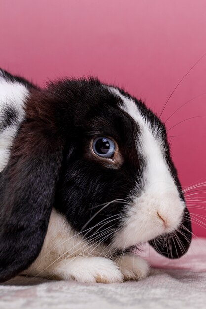 Retrato de mascota de conejo esponjoso