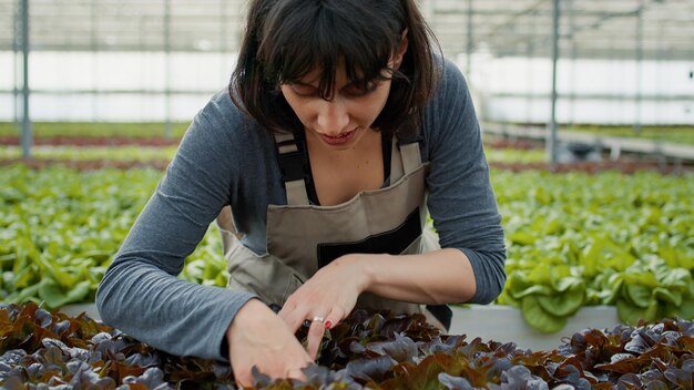 Retrato de mujer caucásica en invernadero inspeccionando plantas de lechuga buscando plantas dañadas antes de la cosecha. Trabajador agrícola en ambiente hidropónico haciendo control de calidad para cultivos biológicos.