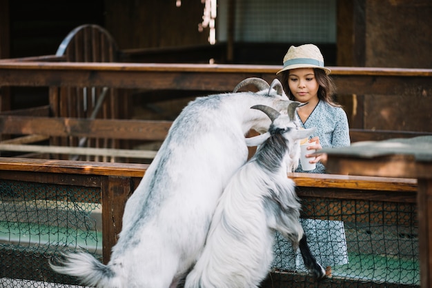 Retrato de una niña alimentando dos cabras en el establo