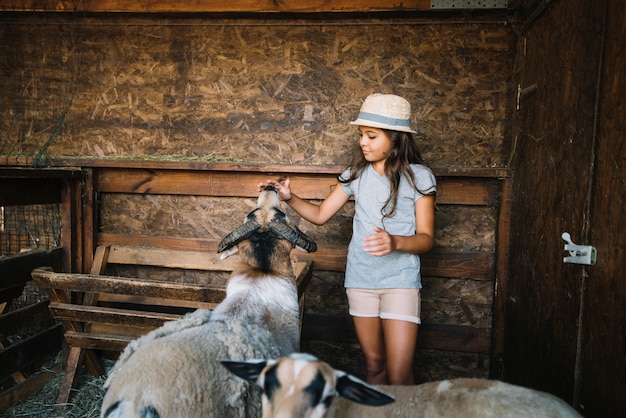 Retrato de una niña tocando la boca de una oveja en el granero