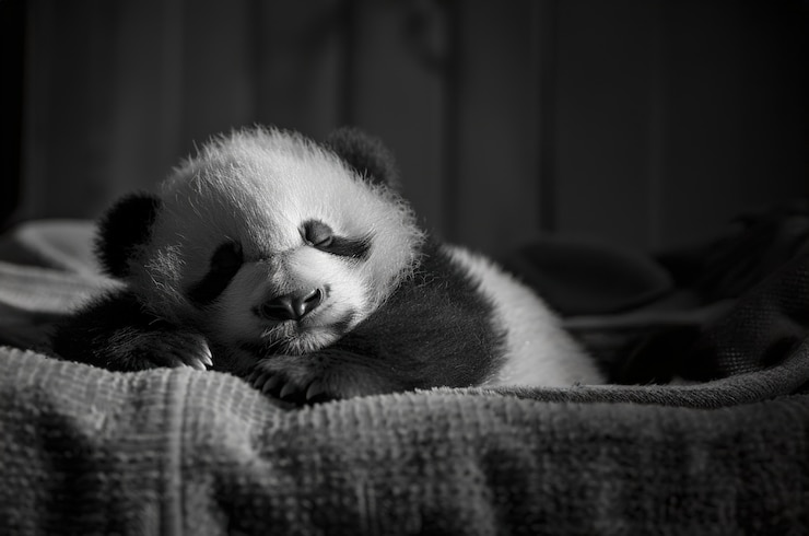 Foto gratuito retrato del oso panda en blanco y negro