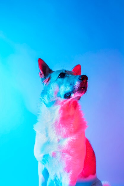 retrato, de, pastor alemán, perro, en, gradiente, iluminación