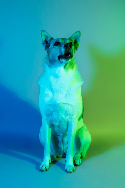 retrato, de, pastor alemán, perro, en, gradiente, iluminación