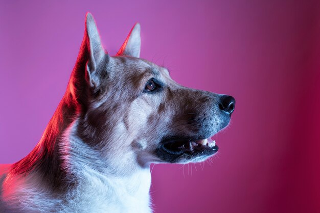 retrato, de, pastor alemán, perro, en, gradiente, iluminación