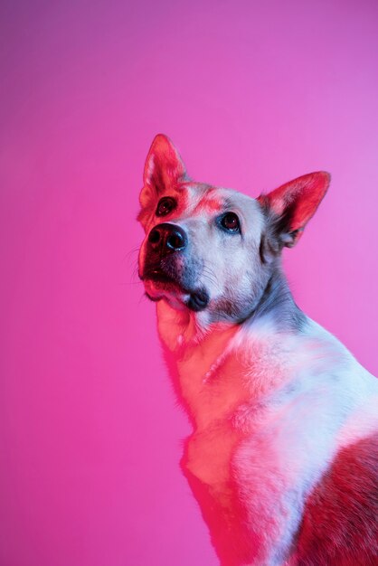 retrato, de, pastor alemán, perro, en, gradiente, iluminación