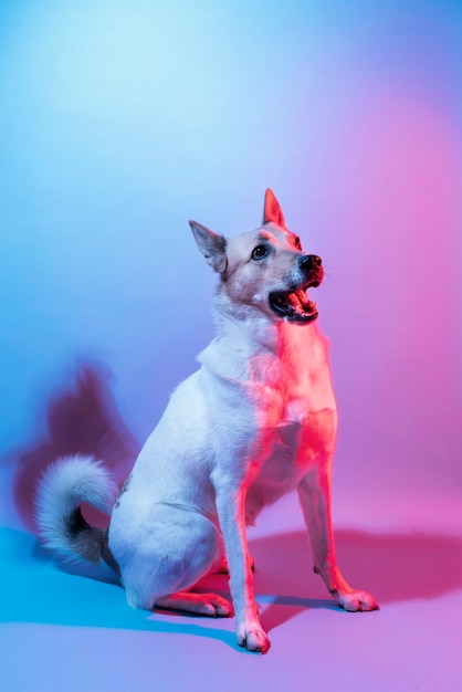 retrato, de, pastor alemán, perro, en, gradiente, iluminación