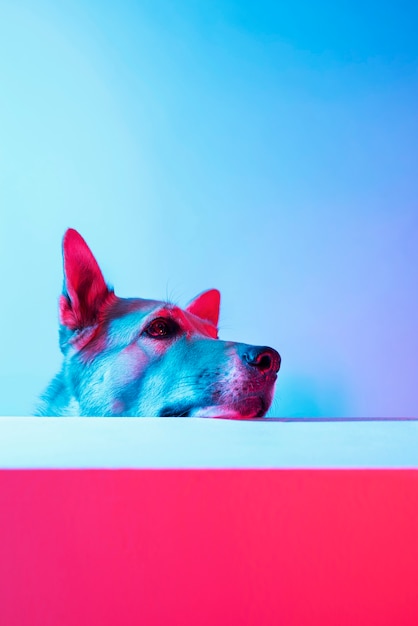 Foto gratuita retrato, de, pastor alemán, perro, en, gradiente, iluminación