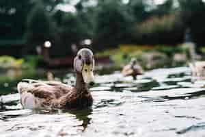 Foto gratuita retrato de un pato nadando en el estanque