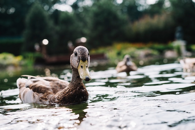 Retrato de un pato nadando en el estanque