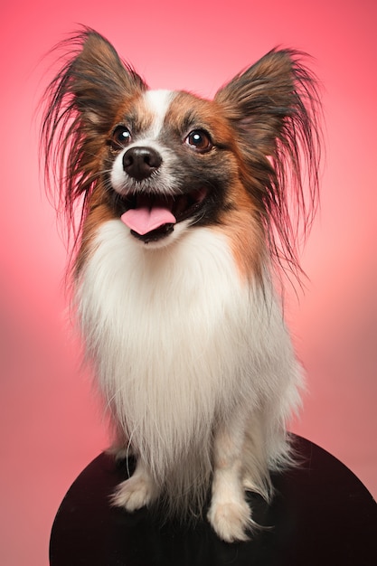 Retrato de un pequeño cachorro de bostezo Papillon