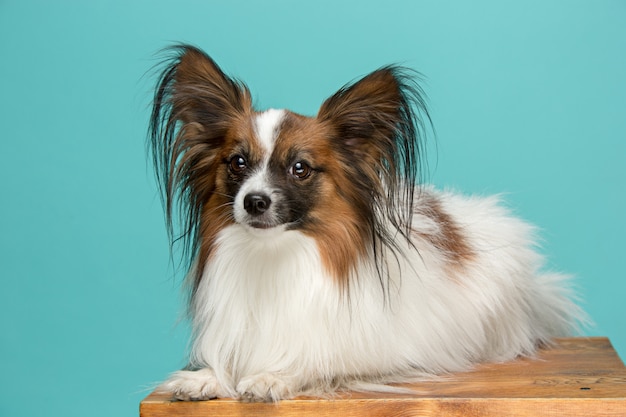 Retrato de un pequeño cachorro de bostezo Papillon