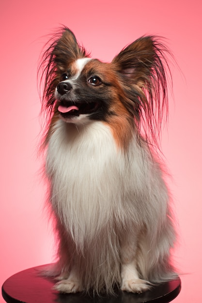 Retrato de un pequeño cachorro de bostezo Papillon