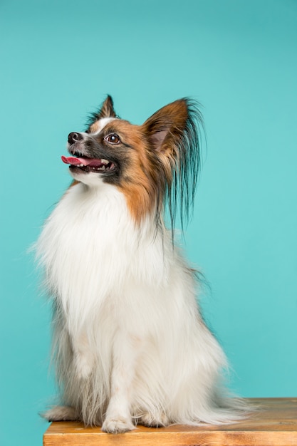 Retrato de un pequeño cachorro de bostezo Papillon