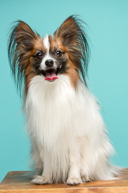 Retrato de un pequeño cachorro de bostezo Papillon